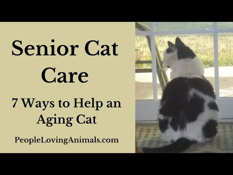 Senior Cat Care - 7 Ways to Help an Aging Cat