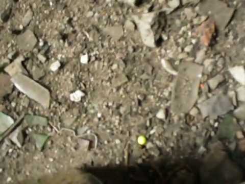 Pustostan na łąkach za osiedlem Pólko w Nowym Dworze Mazowieckim