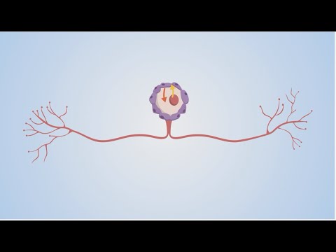 How can we repair damaged axons?