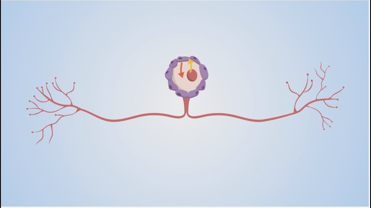 How can we repair damaged axons?