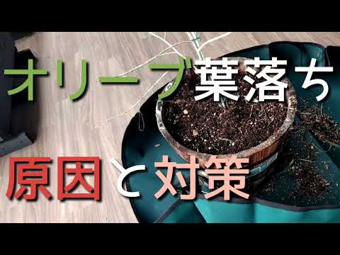 葉を失った枯れた乾燥したオリーブの木 地面に鉢を植える方法