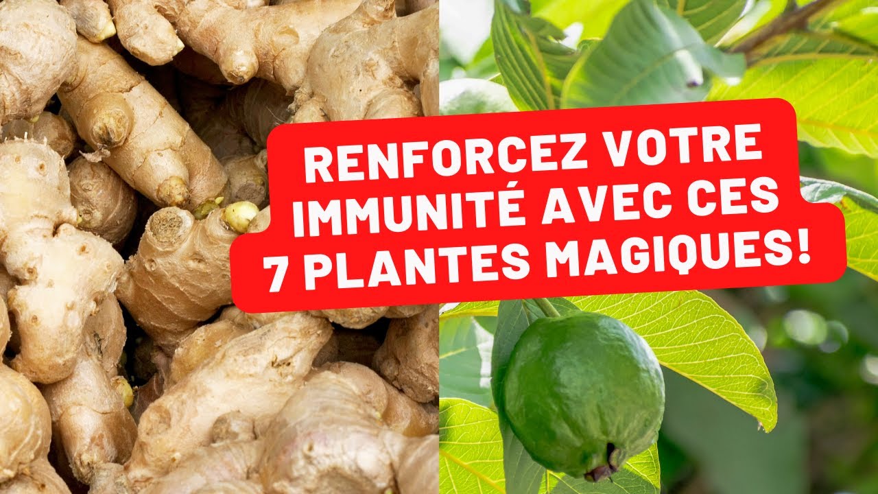 Le systeme immunitaire