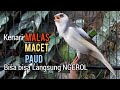 Kenari Gacor Panjang Cuit Cuit Ngerol Pancingan Kenari Paud Belajar Bunyi Pun NYAUT Apalagi MACET