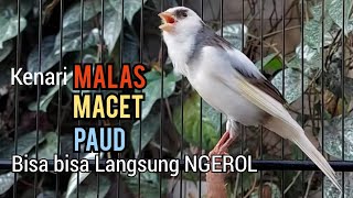 Download lagu Kenari Gacor Panjang cuit cuit Ngerol, Pancingan Kenari Paud Belajar Bunyi Pun NYAUT Apalagi MACET mp3