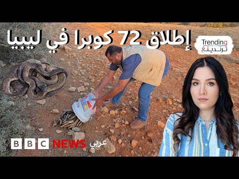 فيديو | موجة ذعر بعد إطلاق أفاعي الكوبرا في وادي الناقة شرق ليبيا