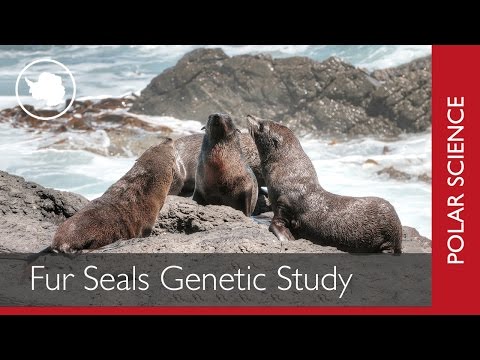 Genetic Study on Antarctic Fur Seals