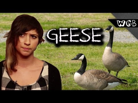 Geese Are Weird, Gross and Beautiful