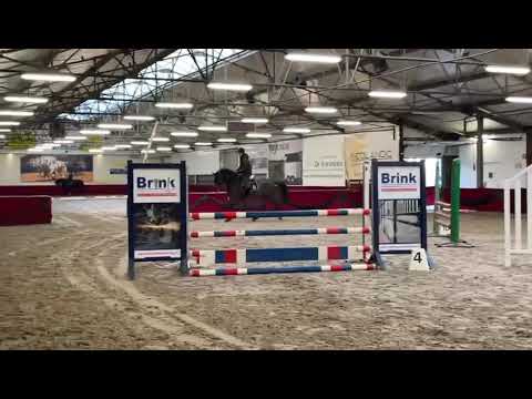 4YO Dominator X Chellano Z