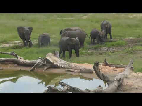 Djuma: Elephant herd enjoys a nice drink and mud wallow day at Djuma Spa - 01/29/19
