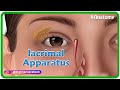 Anatomy of lacrimal apparatus Animation - USMLE Step 1