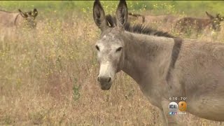 Don't Feed The Donkeys: Riverside County Eyes Ban To Limit Wandering Wild Burros