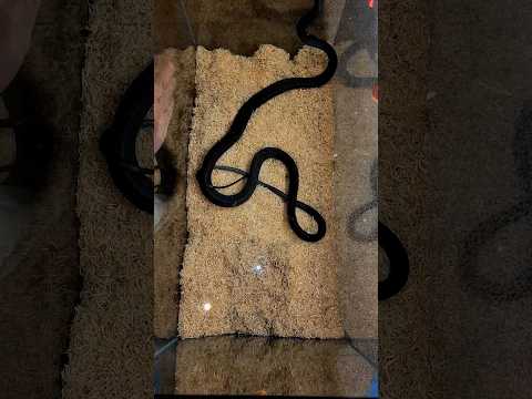 UNBOXING THE MOST VENOMOUS SNAKE FROM AFRICA