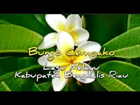LAGU BUNGO CEMPAKO || LAGU DAERAH BENGKALIS RIAU