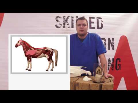 Werkman Academy Basics 01: Architecture of the equine skeleton - Werkman Hoofcare