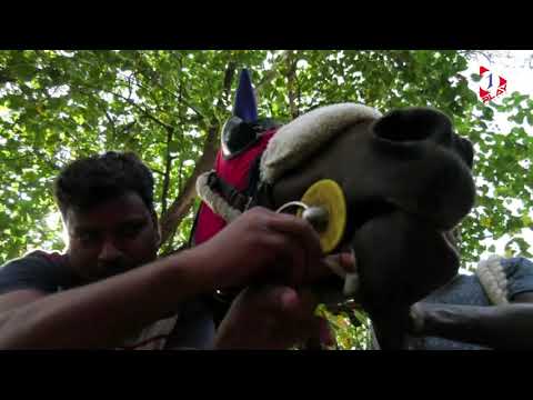 YouTube video about: What are cheek pieces for in horse racing?