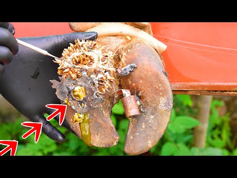 Cut ,Trim and Cleaning | Screw with Nails WAS STUCK IN cow's hoof | 241204