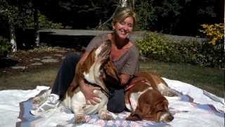 preview picture of video 'Bellingham Bassets Kennel Our European Basset hound studs'