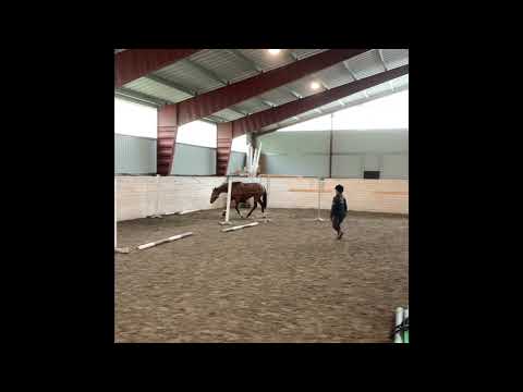 Timotej af Hagalund. (Cascadello I-Emerald