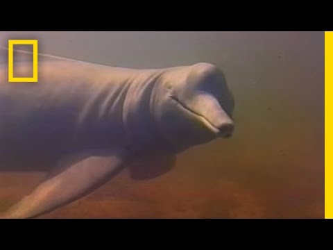 Pink Dolphins? | Weird Nature Video