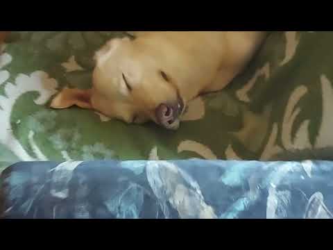 Ja navijam za Zemun a Nikola me smara sa Ofkinom Pesmom