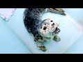 Baby Seal Sounds