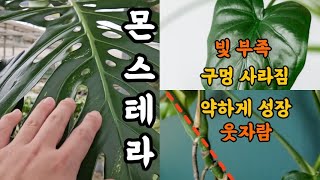 몬스테라 키우기 빛이 부족하면 생기는 일! #식물키우기 #엉클플랜트 #몬스테라키우기