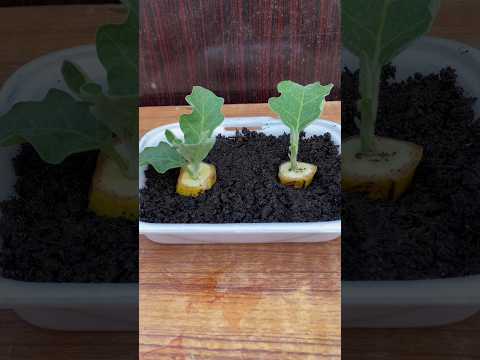 , title : 'Growing Eggplant at home#shorts #garden #plants #gardening #youtubeshorts #farming'