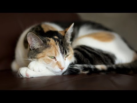 How to Keep a Cat Safe in the Car - Protecting Your Cat Against the Weather