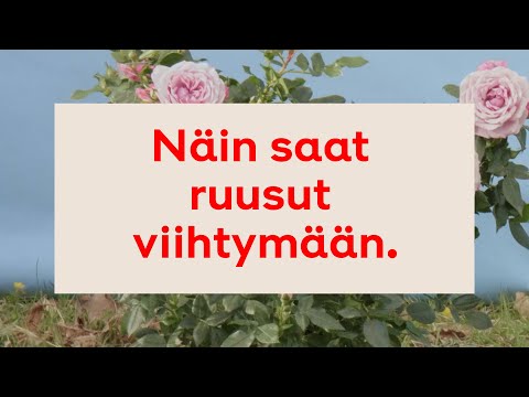 , title : 'Näin saat ruusut viihtymään'