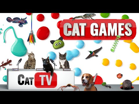 CAT-Spiele | Ultimative Cat-TV-Zusammenstellung Band 66 | 2 STUNDEN 🐝🐞🦋🦎🦜🐜🐭🧵