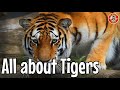 Learn About Tigers Fun Educational Videos For Kids Children Home Learning Big Cats Animals