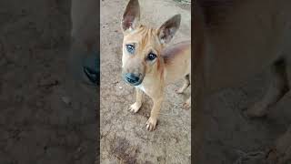 Download lagu suara anak anjing memanggil teman nya mp3 Download lagu suara anak anjing memanggil teman nya mp3