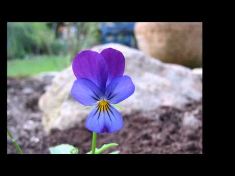 download lagu mp3 mp4 Tolga Kashif Genesis Suite, download lagu Tolga Kashif Genesis Suite gratis, unduh video klip Tolga Kashif Genesis Suite