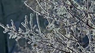 Winter Snow Trees Nature Landscape Rowan By Asim Asif