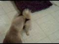 Keyser Vs Lola