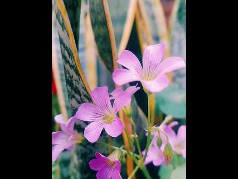 love is the flower you've got to let grow 💐💐 #flowers #nature  #reels #shorts #youtubeshorts