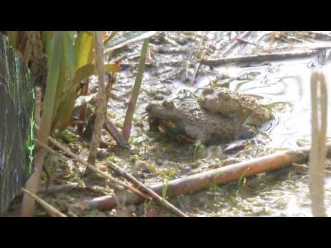 Gelbbauchunke (Bombina variegata) - Paare und Revierkämpfe - Mai 2016