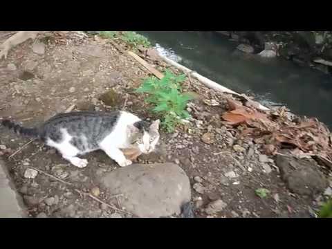 Street Cat : he hungry and shame