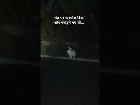रोड पर खरगोश बैठा था #rabbit #animals #viral #trending #shorts