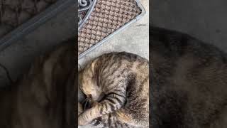 neko【可愛い猫】