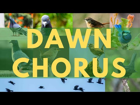Beautiful Dawn Chorus Birdsong