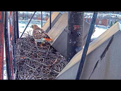 Early-Morning "Nestorations" by Arthur At Cornell Hawks Nest – Feb. 20, 2019