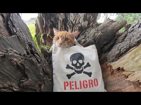​&iexcl;NO CREER&Aacute;S lo que mi GATO escond&iacute;a en este &aacute;rbol! 😱