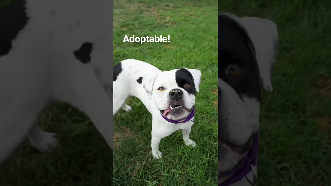 Enlarge Dolly, a Adoptable mixed breed in San Diego, CA video 2/6