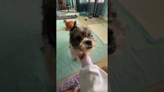 BONDED PAIR LINUS & LUCY LOOKING FOR A FOREVER LOVING HOME TOGETHER! BONDED PAIR LINUS & LUCY LOOKING FOR A FOREVER LOVING HOME TOGETHER!