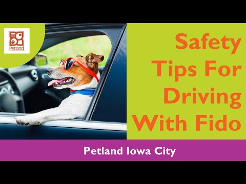 Safety Car Traveling Tips For You & Your Pup