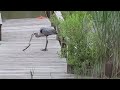 Great Heron Catches A Snake ViralHog