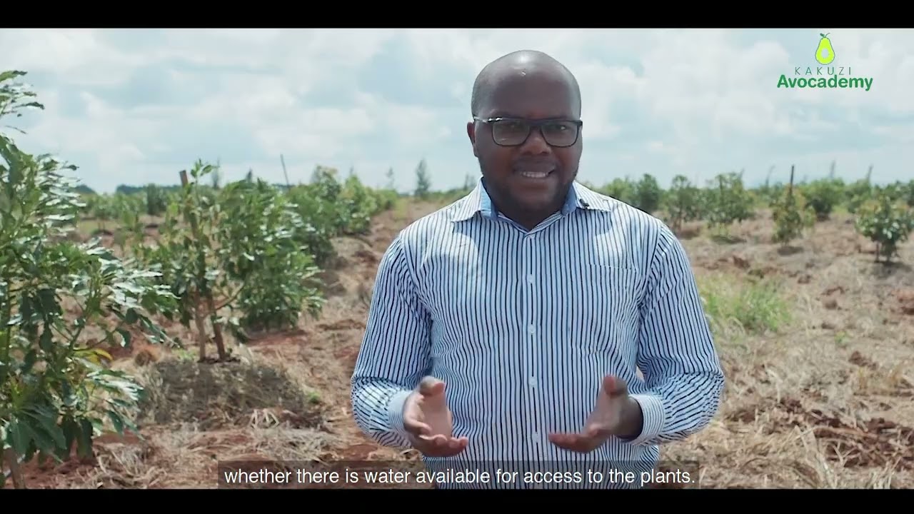 Factors To Consider Before Planting Avocados