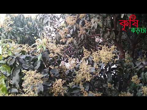 আমের ফুল ও ফল ঝরা রোধে টেকসই ব্যবস্থাপনা