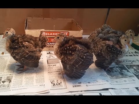 Amazing! Gobbling Baby Turkeys - Calling All Turkeys